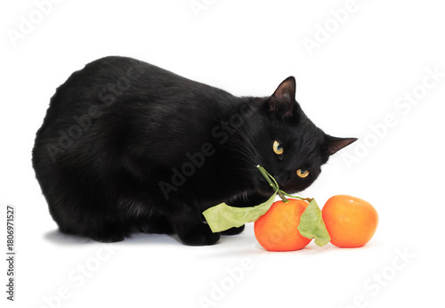 Cat And Tangerines