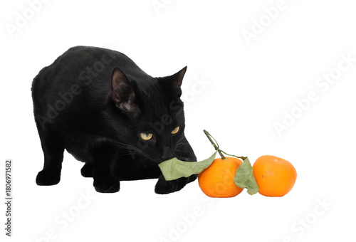 Cat And Tangerines
