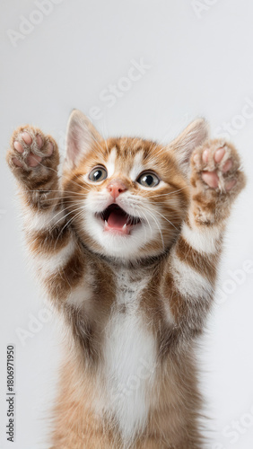 Paws up meme cat with copy space on white background cat-meme_713sp