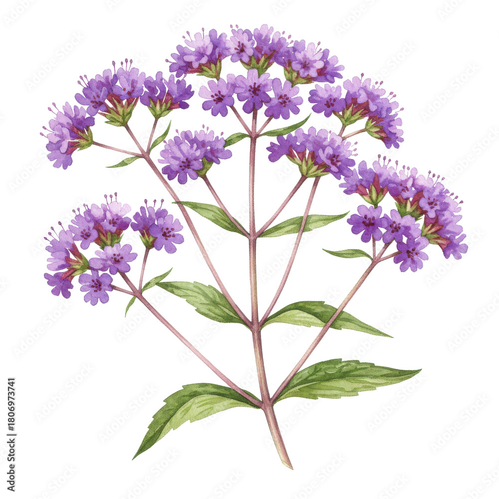 Naklejka premium Watercolor illustration of purple verbena flowers with green leaves and stems isolated on white background