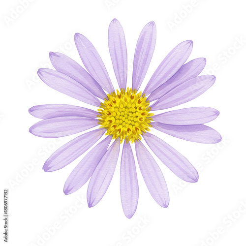 Delicate lavender aster with golden center, watercolor style, isolated isolated on white background