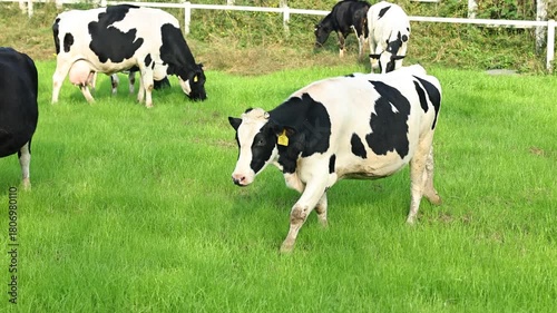 A black and white striped cow is grazing