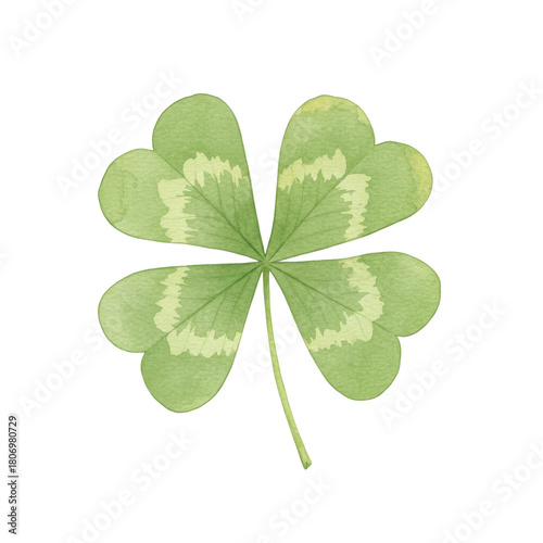 Watercolor four leaf clover with light green variegation and delicate stem isolated on white background