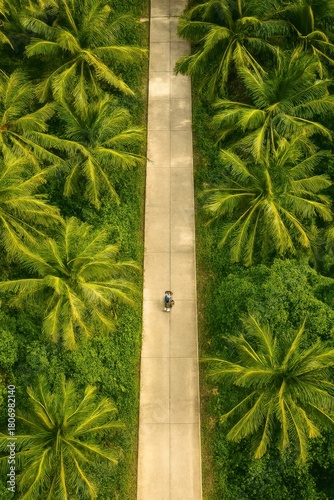 Aerial view of person on pathway surrounded by palm trees