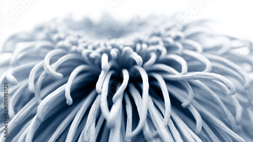 shaggy. Light blue flower with fluffy petals displayed against white background, gardening catalogs, home-decor guides, designed for gardening and botanical catalogs.