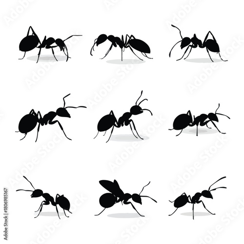 set of ants