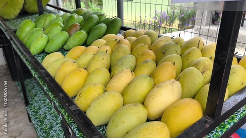 Perfectly ripe mangoes are neatly displayed on a market sales rack. These sweet, ready-to-eat tropical fruits await purchase. They are arranged appealingly for immediate consumption.