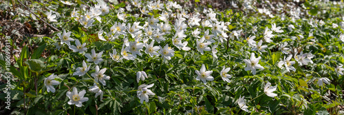 Deutschland, Nordrhein-Westfalen, Waldboden mit Buschwindröschen (Anemone nemorosa)