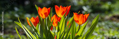 Deutschland, Nordrhein-Westfalen, Mehrere rote Tulpen (Tulipa)