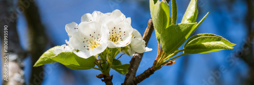 Deutschland, Nordrhein-Westfalen, Birkenblättrige Birne (Pyrus betulifolia) Zweig mit Blüten