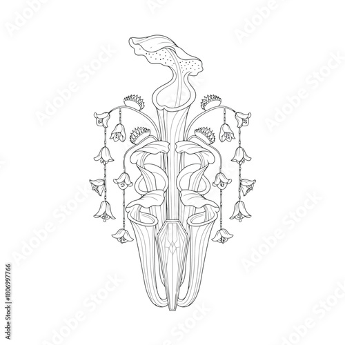 Pitcher plant arrangement isolated on