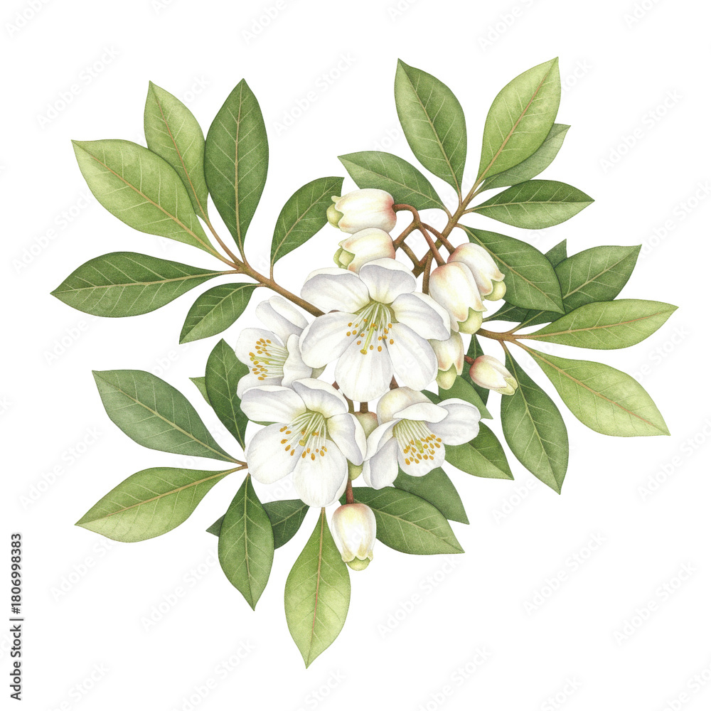 Obraz premium Watercolor illustration of leatherleaf flowers and leaves with delicate details isolated on white background
