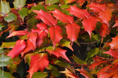 Rote Blätter im Herbst
