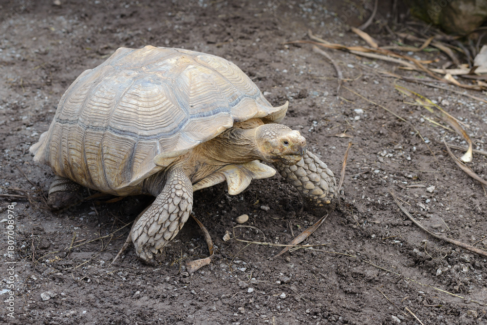 Fototapeta premium A turtle is laying on the ground
