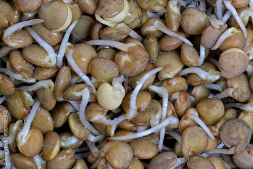 Sprouted brown lentils bunch