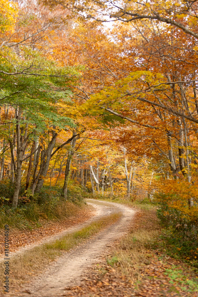 Naklejka premium 秋と山道