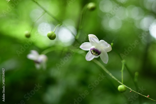 ひっそりと咲く「森の妖精」レンゲショウマ