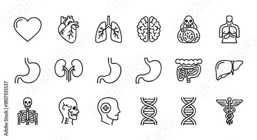 Collection of Human Organs Outlined in Black on White Background