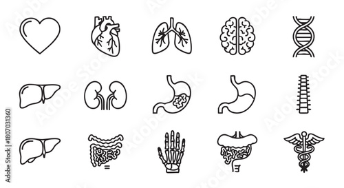 Collection of internal organs icons vector illustration in simple design