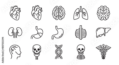 Human anatomy icons set organs in line art style design
