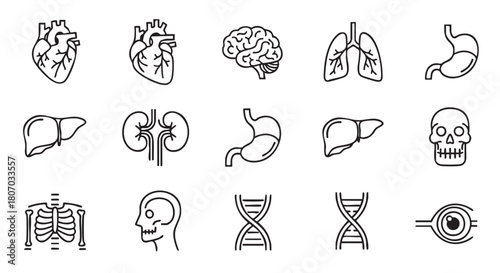 Human anatomy organs line drawing collection vector illustration design