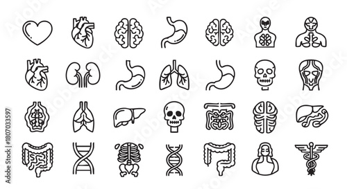 Human Anatomy Organs Line Icon Collection Healthcare Medical Illustration Vector