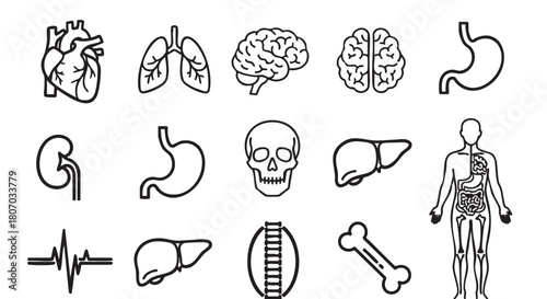 Human internal organs outline illustration heart lungs kidney stomach liver