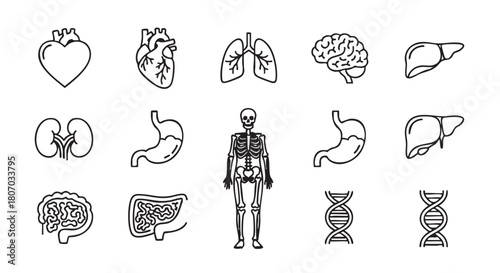 Human internal organ icons set line drawing medical illustration