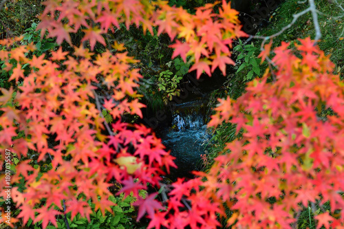 Wallpaper Mural 綺麗な清流と紅葉 Torontodigital.ca