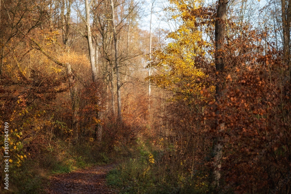 Fototapeta premium autumn in the forest