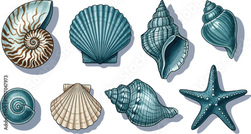 Watercolor illustration featuring diverse seashells and starfish on white backdrop