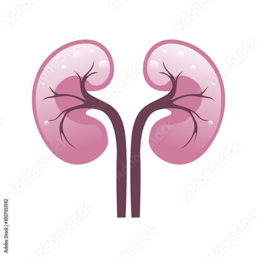 Stylized Human Kidneys Illustration for Medical and Health Concepts
