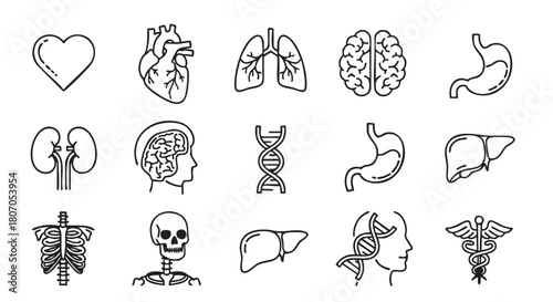 Anatomical Illustrations of the Human Body in Black and White Outline