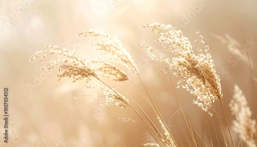 Golden hour whispers through delicate grass plumes.
