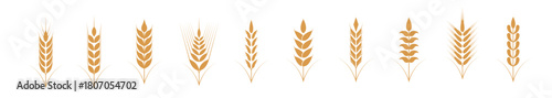 Set of wheat vector illustration