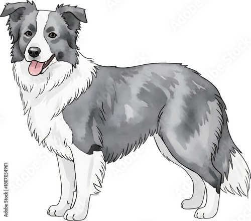 ボーダーコリー