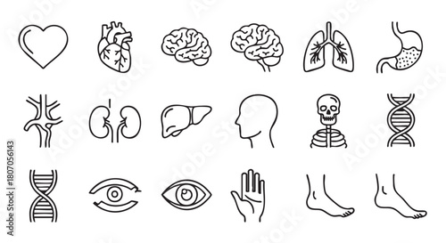 Human internal organs icons set in simple line style anatomy illustration