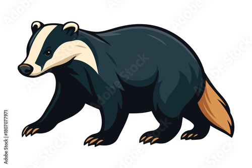 A detailed illustration of a european badger walking with its distinctive black and white striped face and powerful body isolated on a white background