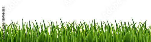 Realistic green long grass tufts isolated on white background. Fresh spring lawn bushes for summer meadow, nature border design and landscape illustration