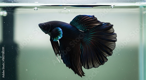 Elegant Black Orchid Betta Fish Swimming Gracefully with Opulent Fins and Distinctive Personality in a Serene Aquatic Environment