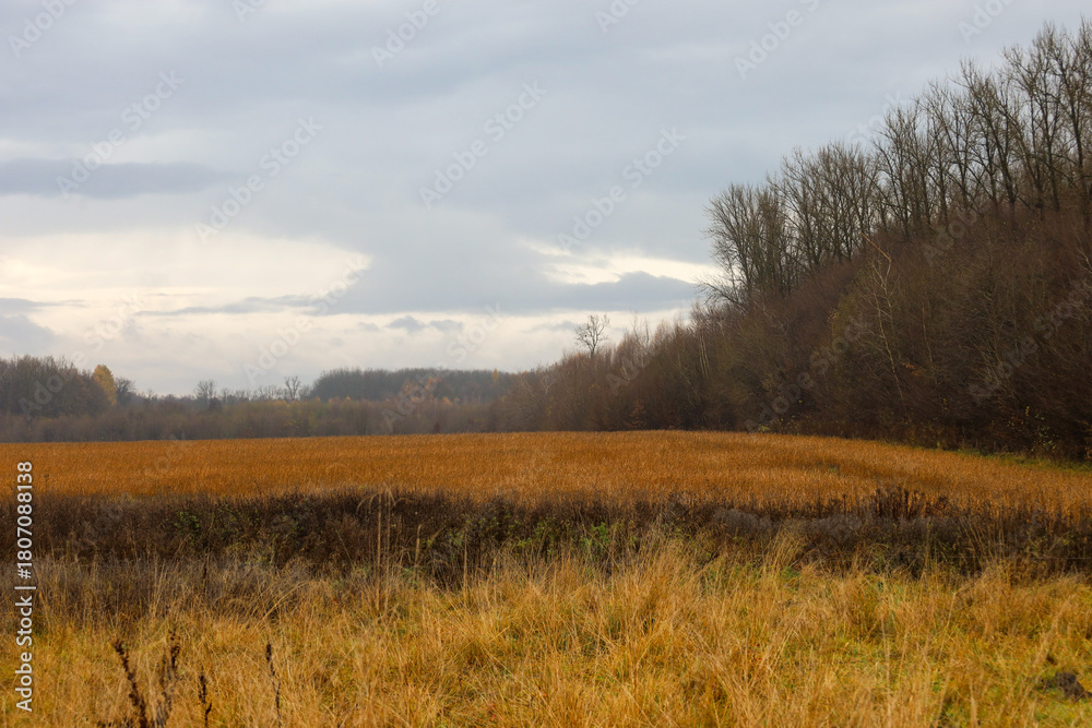 Obraz premium A wide autumn landscape featuring a field covered with yellow-brown grass in the foreground, with a rich copper-colored middle ground and a dark, leafless forest in the background under a gray sky.