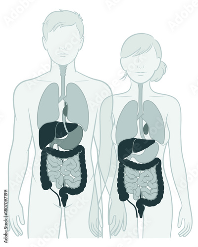 Human Anatomy Illustrating the Digestive System of Male and Female Figures