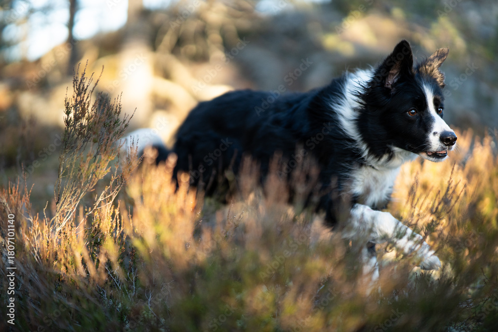 Fototapeta premium Border collie autum forest