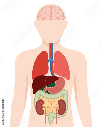 Human Anatomy Diagram Showing Internal Organs and Brain