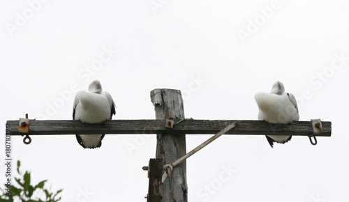 Two Australian Pelicans sleeping on a telegraph pole, New South Wales, Australia
