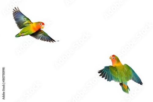 Two Peach Faced Lovebirds Flying in Opposite Directions on White Background