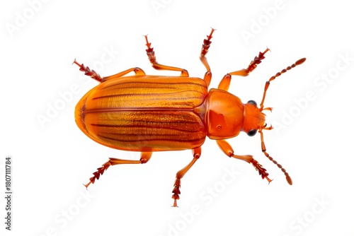 Detailed Close-Up of a Brown Scarab Beetle on White Background