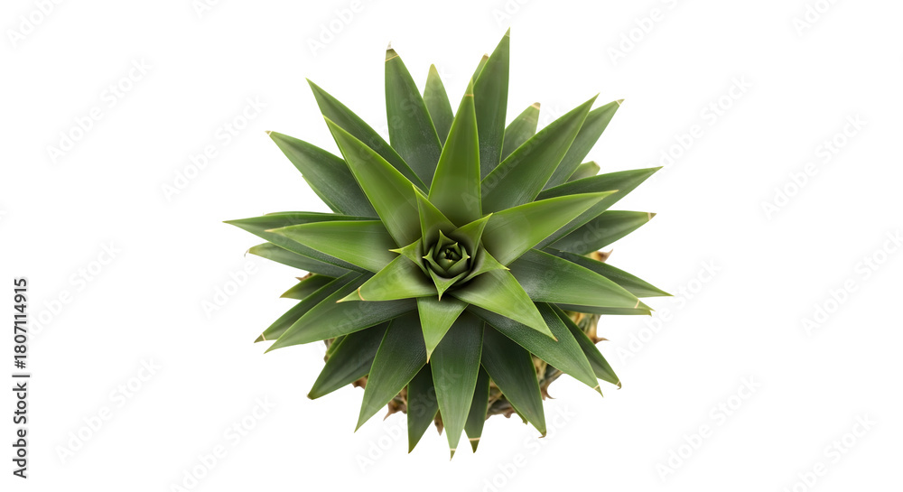 Fototapeta premium Top view of a fresh green pineapple crown with spiky leaves isolated on transparent background