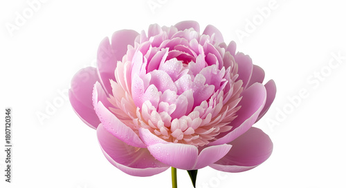 Fototapeta Naklejka Na Ścianę i Meble -  Delicate pink peony blossom with dewdrops, perfect for spring designs and feminine brands needing a touch of floral elegance and natural beauty now