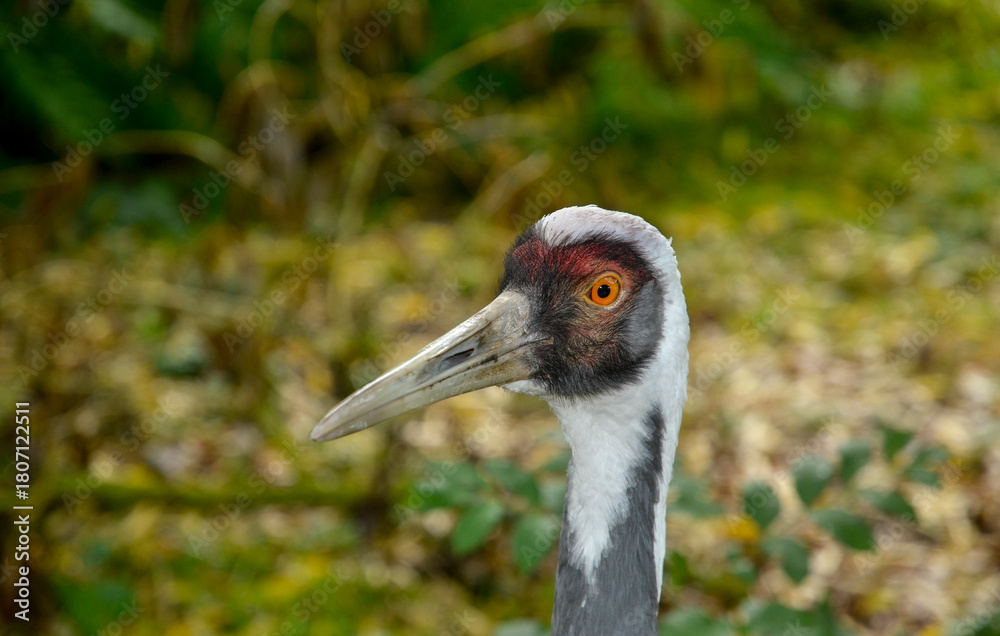 Obraz premium Grue du Japon